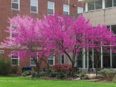 Chemistry Courtyard