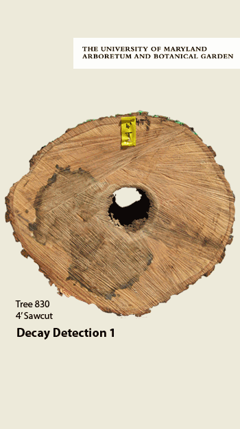 Tree Radar