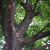 Trident Maple, Acer buergerianum