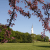 Eastern Redbud