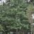 Himalayan pine, Pinus wallichiana