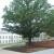 Laurel oak, Quercus laurifolia