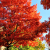 Scarlet Oak