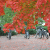 Sugar Maple