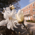 Star Magnolia