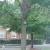 Winged elm, Ulmus alata
