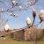 Yulan Magnolia