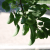 Flowering Crabapple
