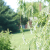 Weeping Willow