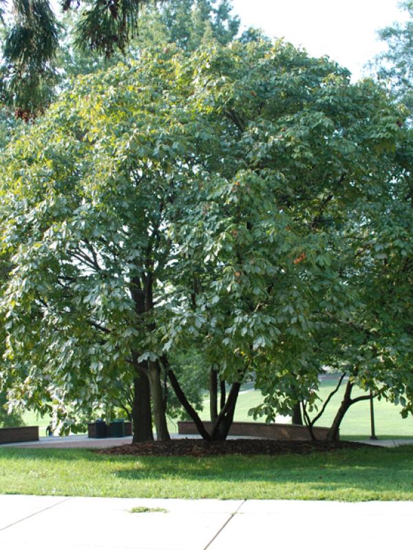 Red Buckeye, <em>Aesculus pavia</em>