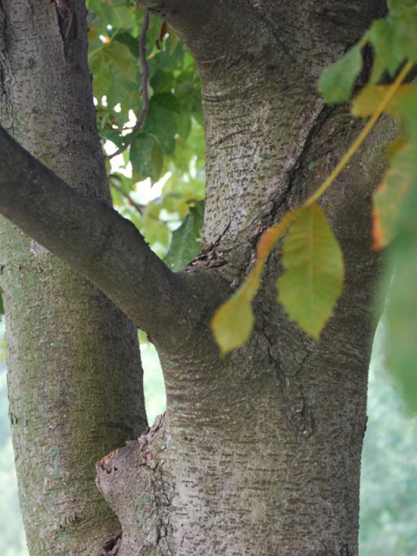 Red horsechestnut, <em>Aesculus x carnea</em>