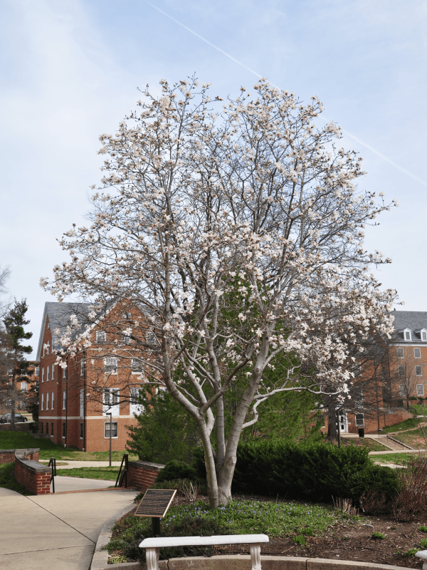 Anise Magnolia