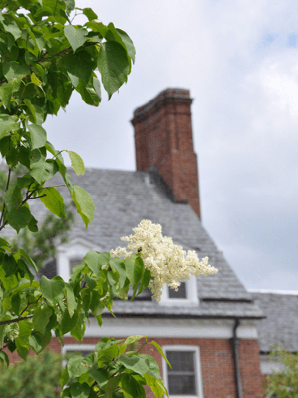 Japanese Tree Lilac