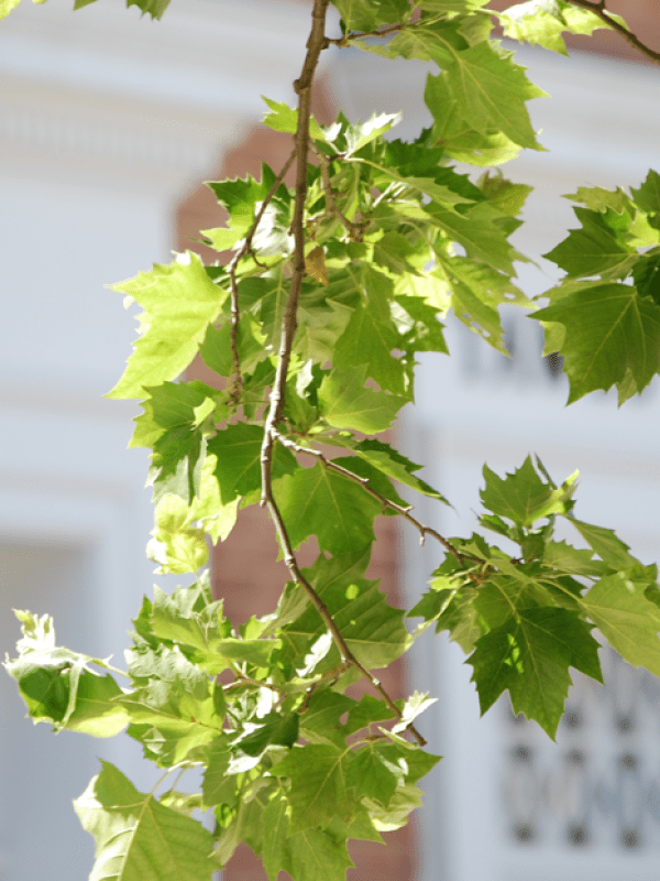 London Planetree