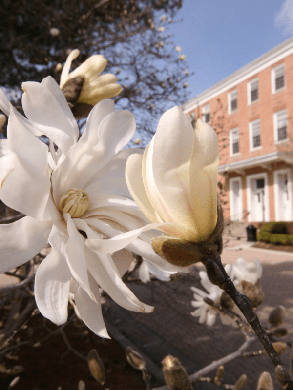 Star Magnolia