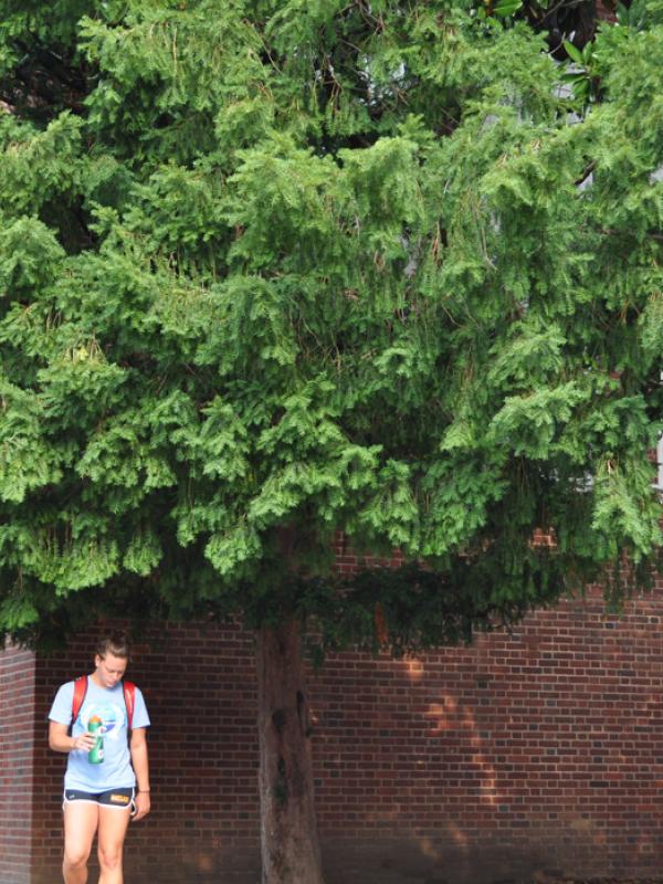 English yew, <em>Taxus baccata</em>